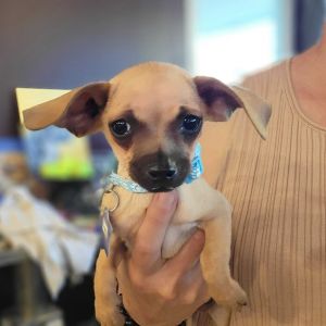 Say hello to John This pup is looking for his puppy-ready household which can devote all the time