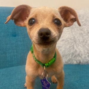 Say hello to Donus This pup is looking for her puppy-ready household which can devote all the tim