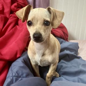 Say hello to Donus This pup is looking for her puppy-ready household which can devote all the tim