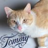 Tommy photo 1