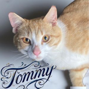 Tommy, Adult Male unknown