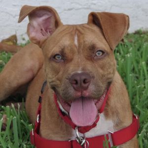 WILL BE AVAILABLE ON 612 Hi my name is Scrappy I was found as a stray I am a happy