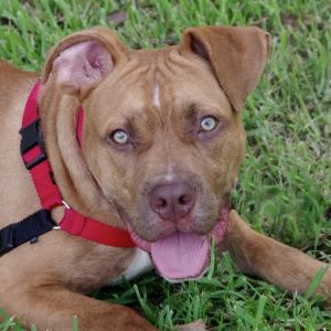 WILL BE AVAILABLE ON 612 Hi my name is Scrappy I was found as a stray I am a friendly