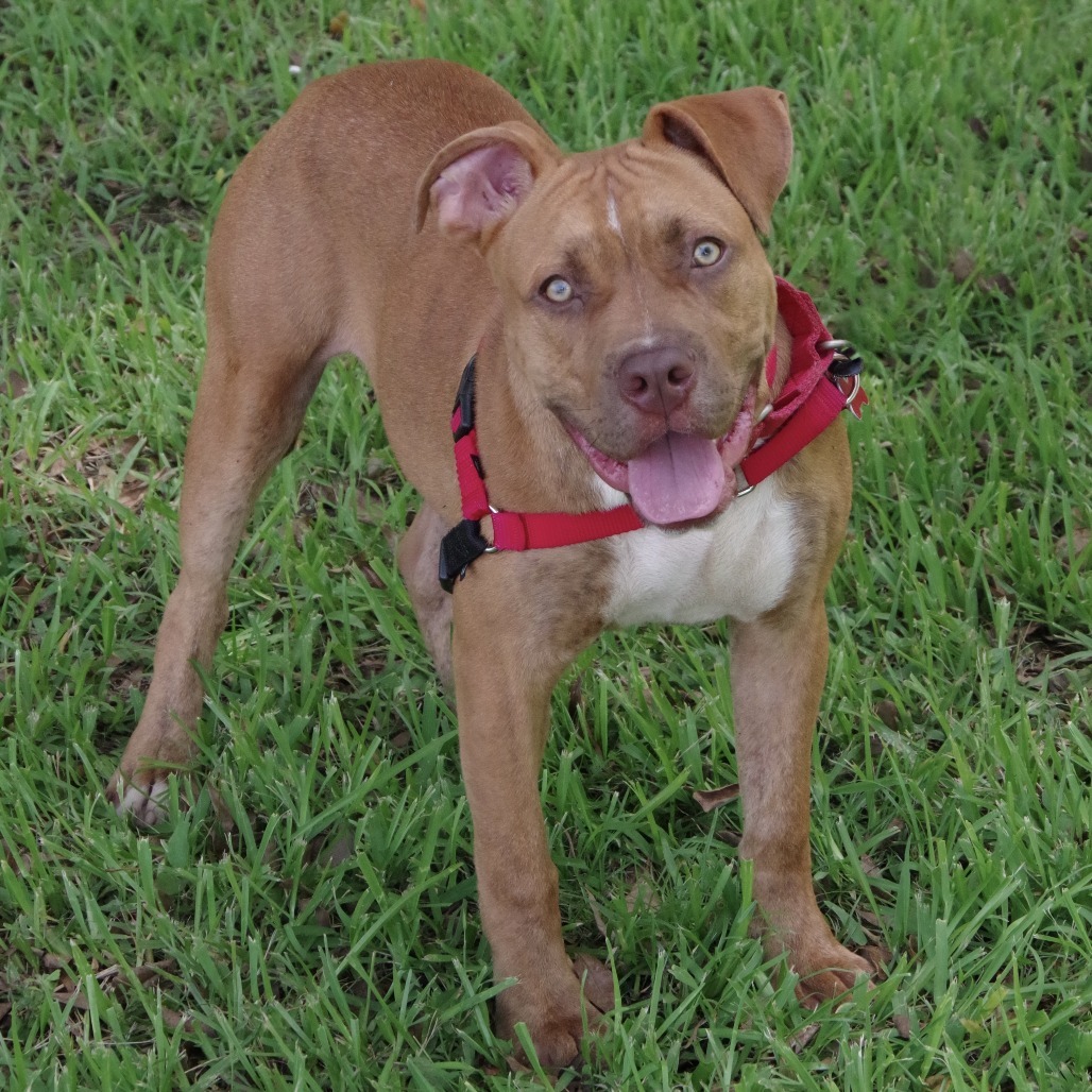 Puppy Scrappy