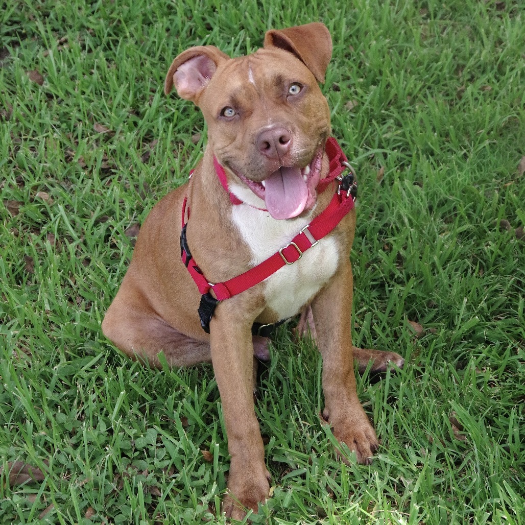 Puppy Scrappy