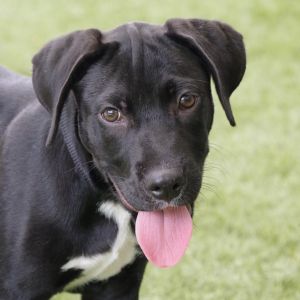 WILL BE AVAILABLE ON 612 Hi my name is Dipper My siblings and I came all the way from St