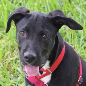 Hi my name is Dipper My siblings and I came all the way from St Thomas to find our furever
