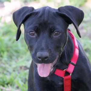WILL BE AVAILABLE ON 612 Hi my name is Mable My siblings and I came all the way from St