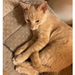 Ron is extremely sweet and talkative He is so happy to be rescued He gets along with other cats
