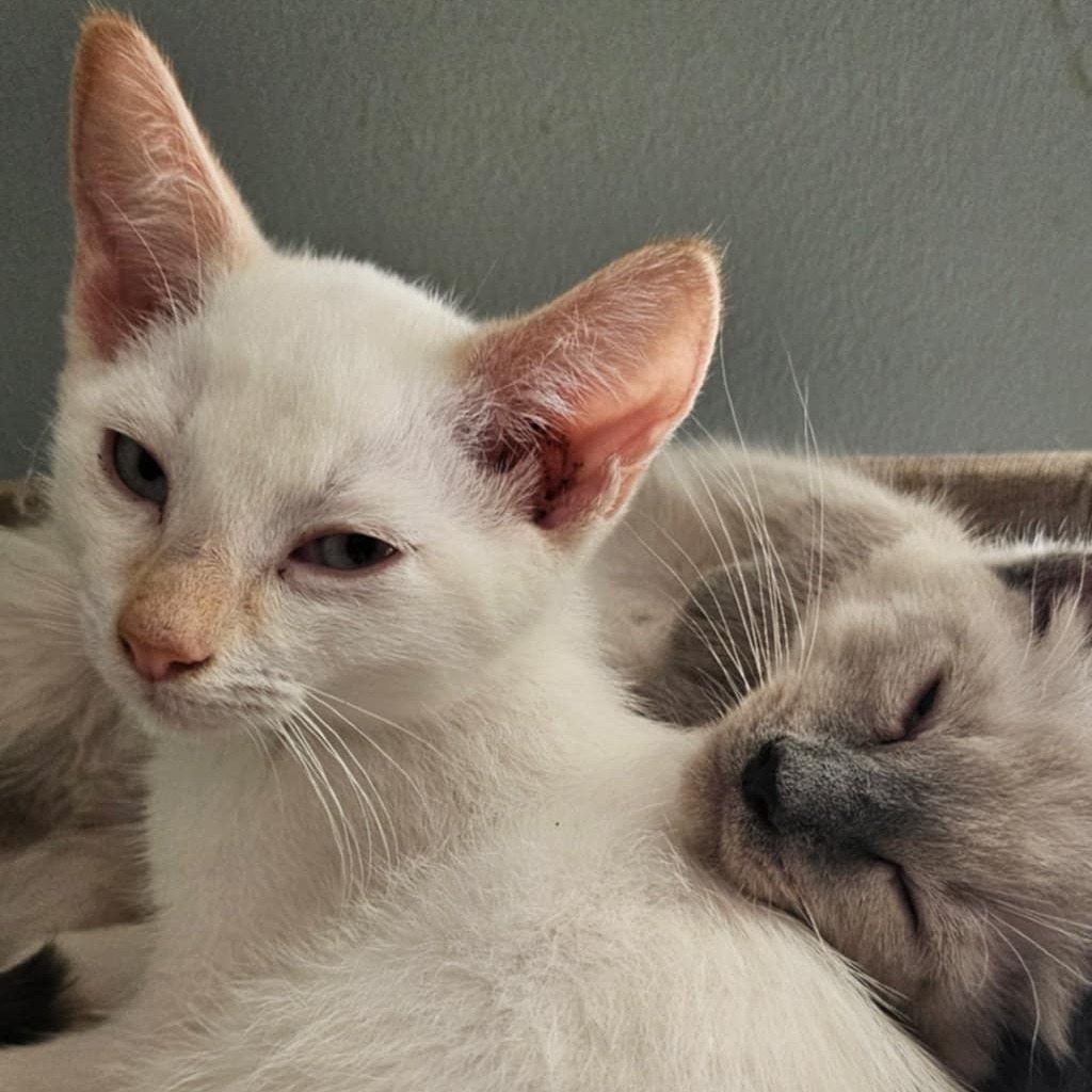 Cartier (adopt with Harry Winston)
