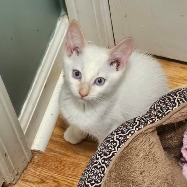 Harry Winston (Adopt with Cartier)