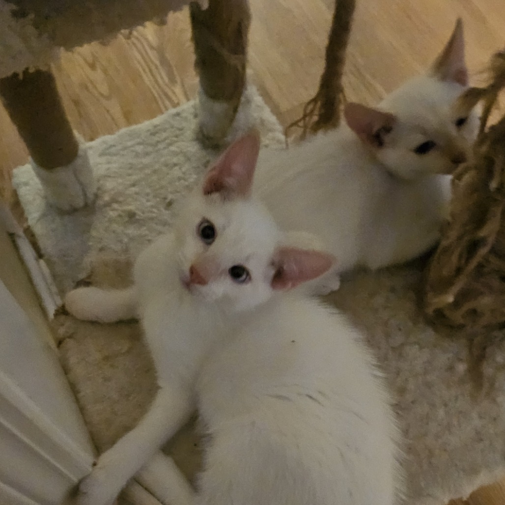 Harry Winston (Adopt with Cartier)