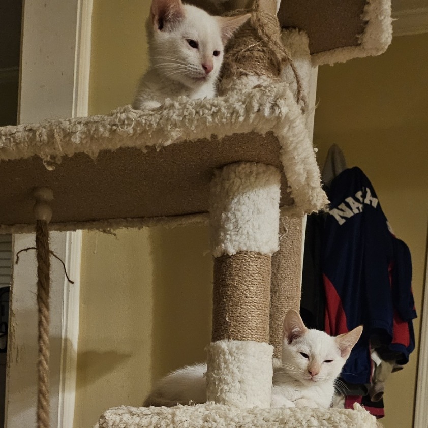 Harry Winston (Adopt with Cartier)