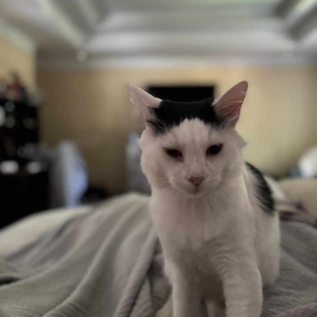 Pepper