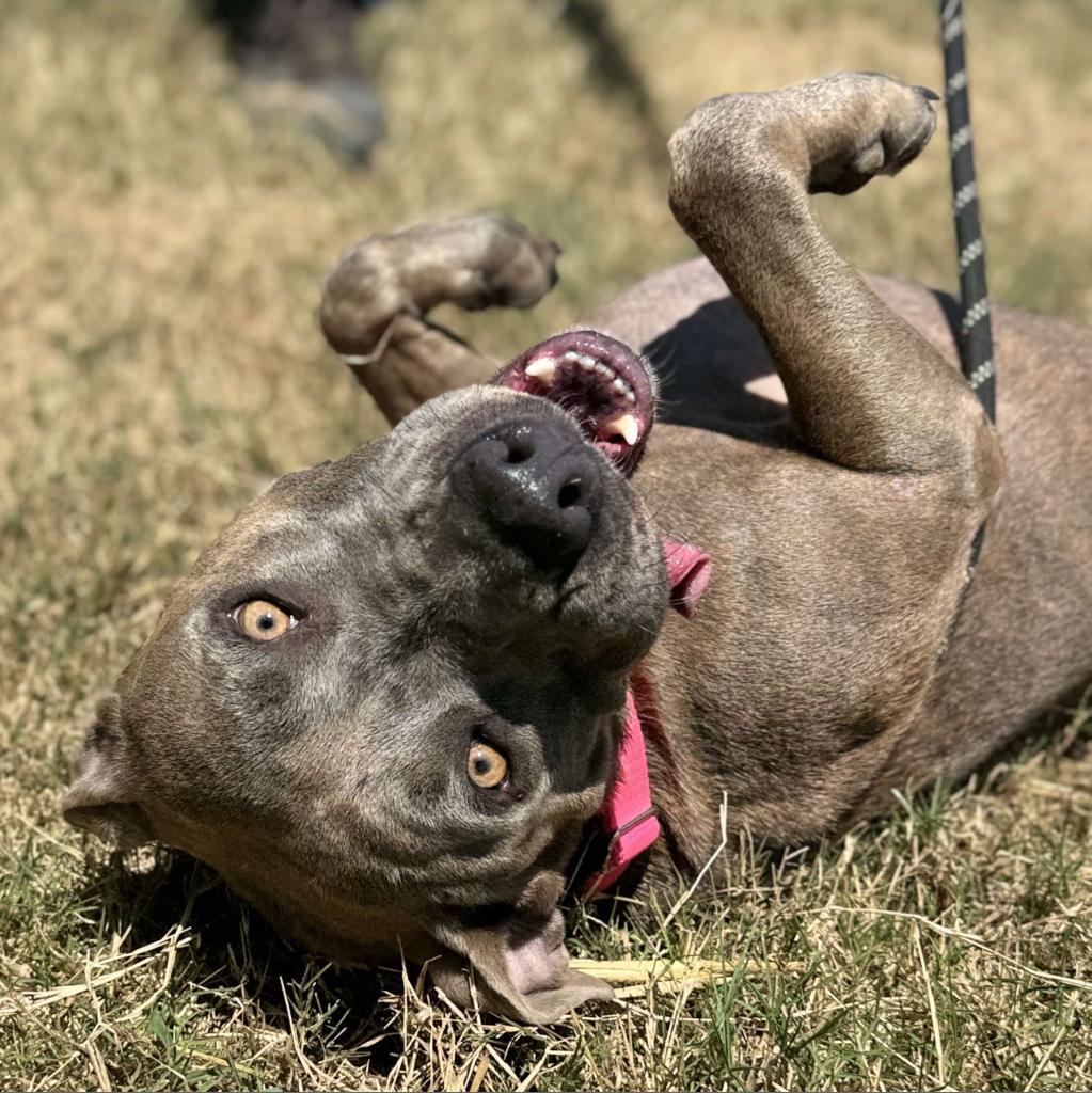 Hannah, an adoptable American Staffordshire Terrier, Staffordshire Bull Terrier in Wadena, MN, 56482 | Photo Image 2