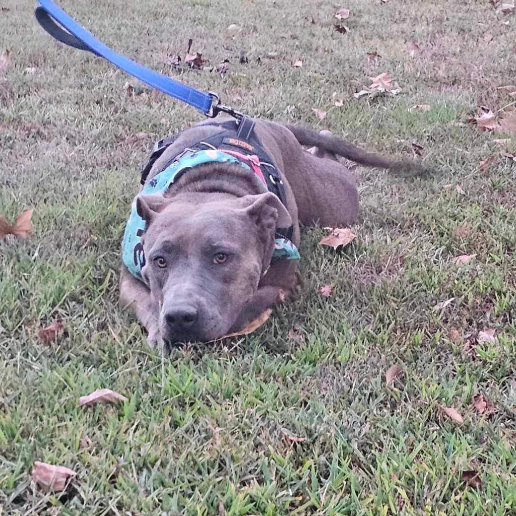 Hannah, an adoptable American Staffordshire Terrier, Staffordshire Bull Terrier in Wadena, MN, 56482 | Photo Image 3