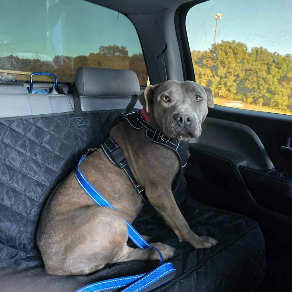 Hannah, an adoptable American Staffordshire Terrier, Staffordshire Bull Terrier in Wadena, MN, 56482 | Photo Image 4