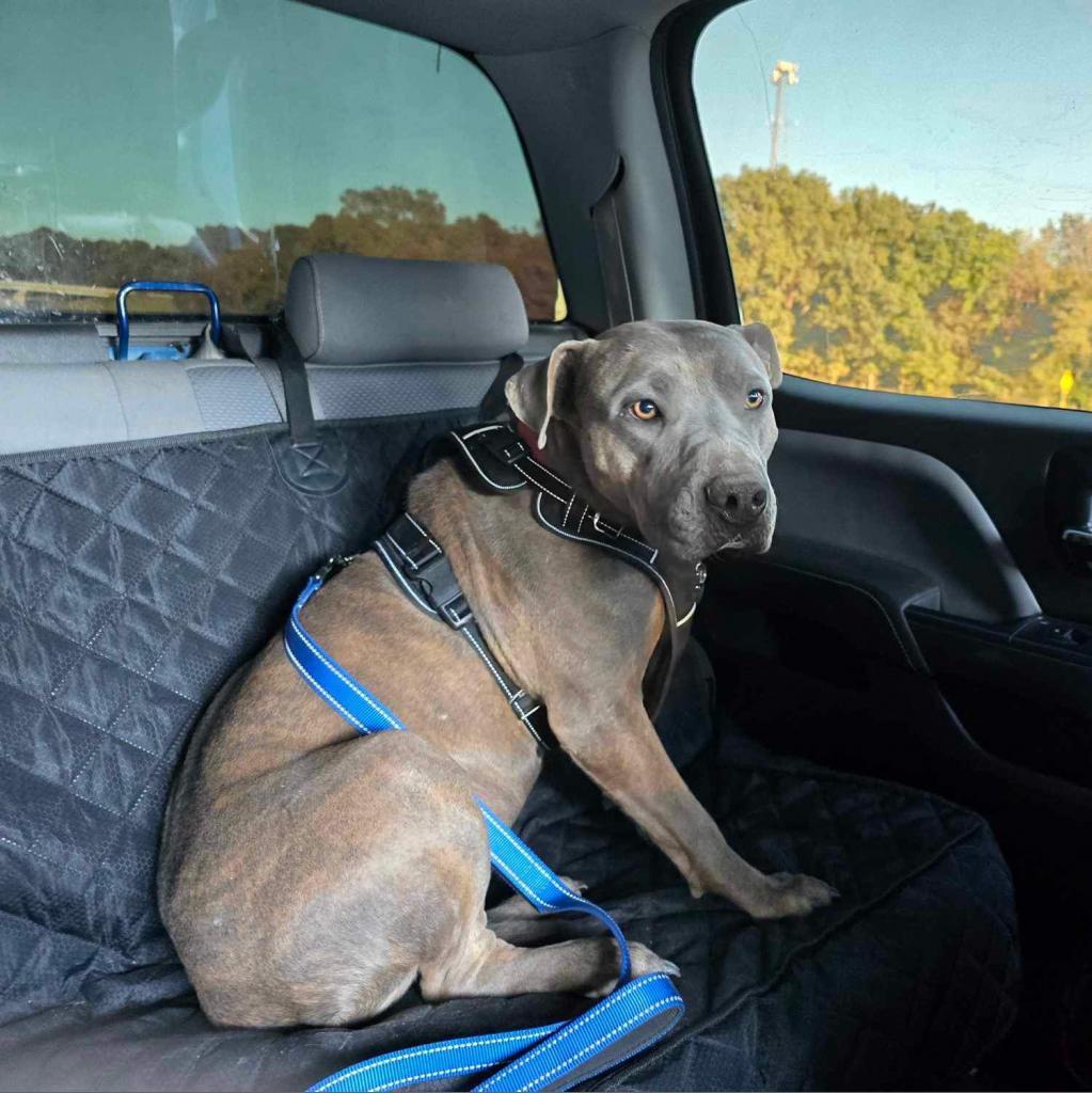 Hannah, an adoptable American Staffordshire Terrier, Staffordshire Bull Terrier in Wadena, MN, 56482 | Photo Image 5