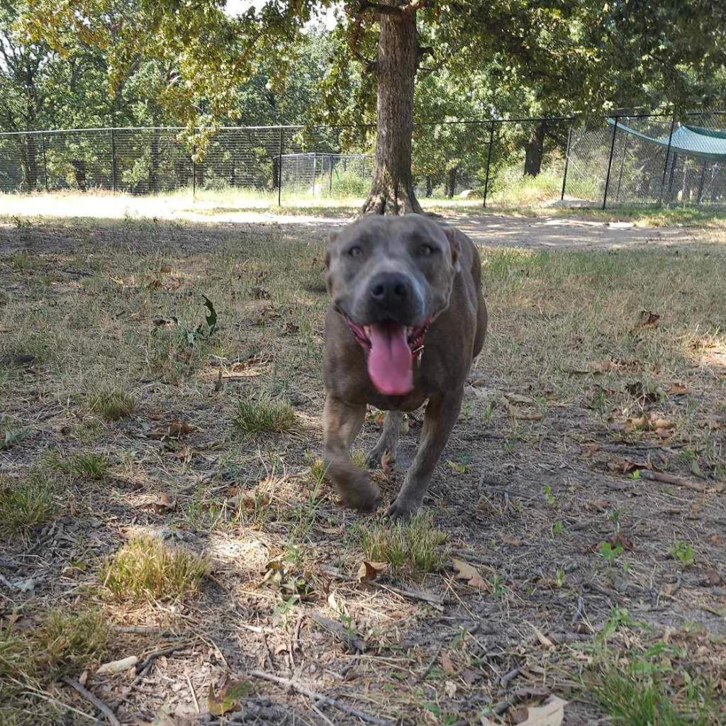 Hannah, an adoptable American Staffordshire Terrier, Staffordshire Bull Terrier in Wadena, MN, 56482 | Photo Image 6
