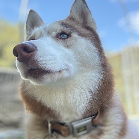 Bolt And Ace thumbnail 5
