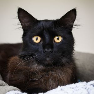 Are you looking for a sweet fluffy companion to brighten your days Look no further than Azriel a 