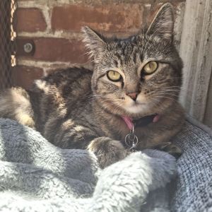 Homegirl is a kitty that just wants to be loved She is the ultimate chill cat 