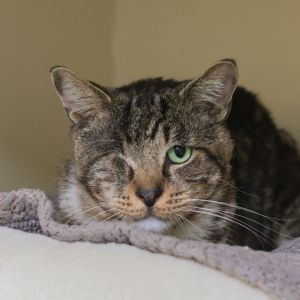 Say hello to Pablo a charming tabby with a heart of gold and a story as unique 