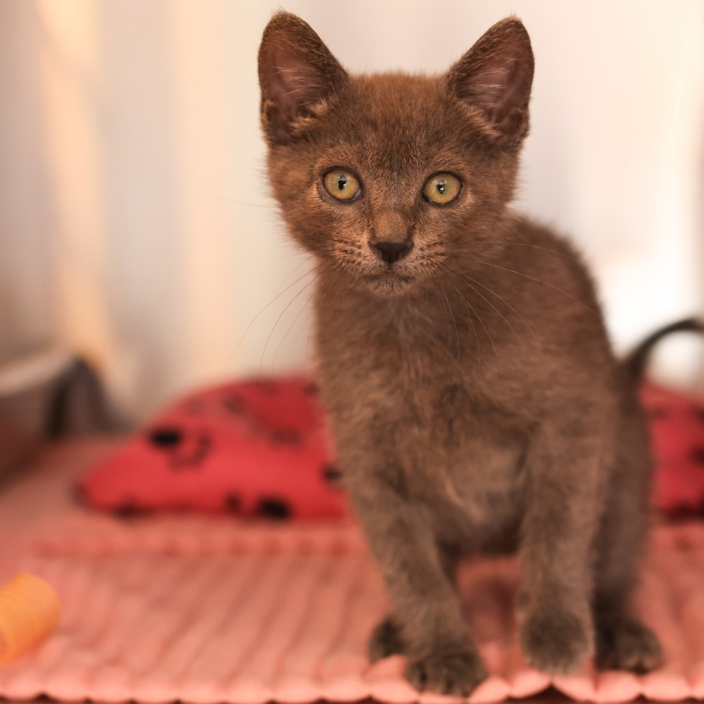 Kit Kat