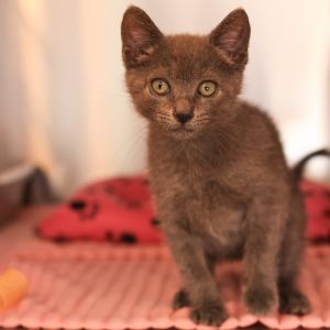 Looking for double the love and twice the fun Kit Kat and Otto KRLA-A-85712 a
