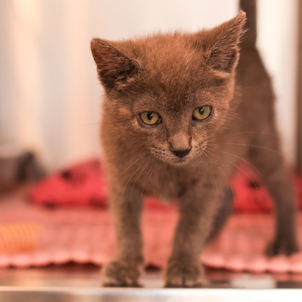 Kit Kat
