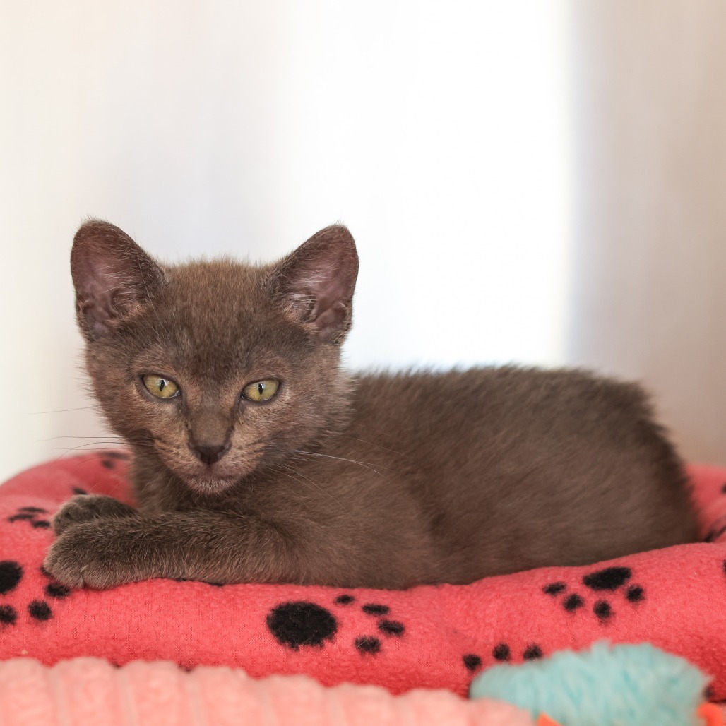 Kit Kat