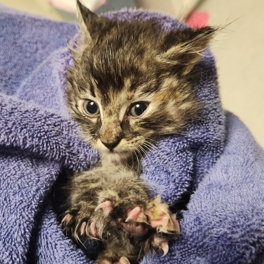 5/21/25 Chip Dr. Stray 1