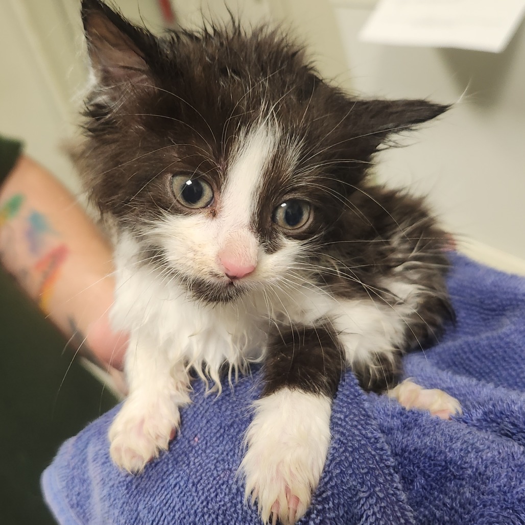5/21/25 Chip Dr. Stray 2