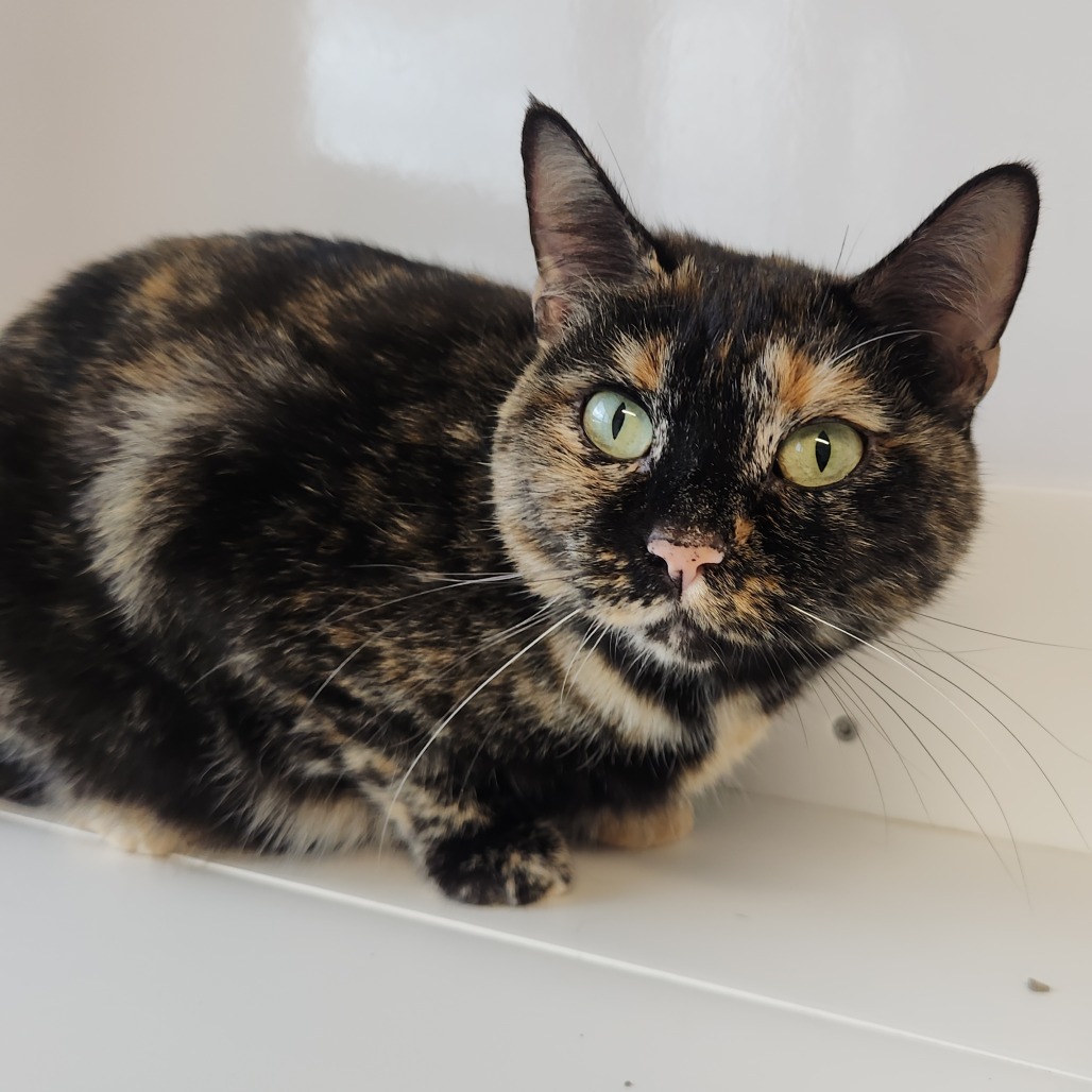 Cleo