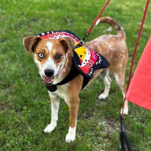 Pinky, Young Female Catahoula Leopard Dog