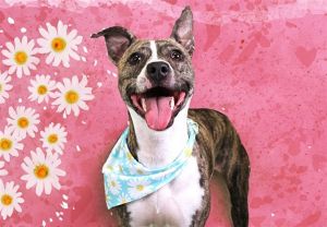 WATCH MY VIDEOSuch a little cutie Bubbles is a 1-year-old brindle dog whos friendly playful and 
