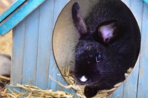 WATCH MY VIDEODid someone say BENNYS BUNNIES We are overflowing with bunnies at the shelter right