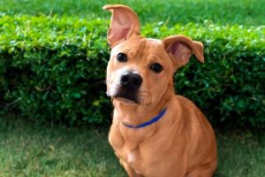 WATCH MY VIDEOReese ID 699270 is just 8 months old and hes growing up in a kennel Hes a happy