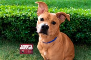 WATCH MY VIDEOReese ID 699270 is just 9 months old and hes growing up in a kennel Hes a happy