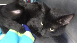 SUEDE Domestic Short Hair Cat