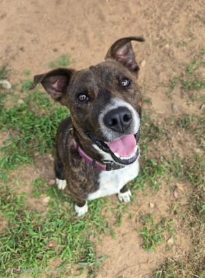 PAX, Young Male Pit Bull Terrier