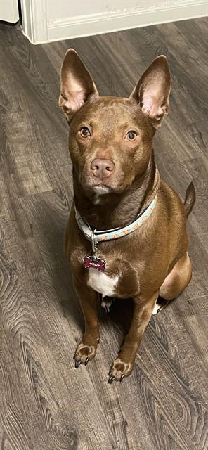 MOLLY, Adult Female Labrador Retriever