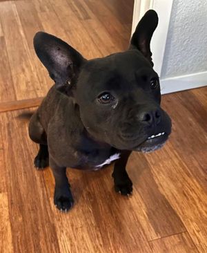 MINI, Young Female American Staffordshire Terrier