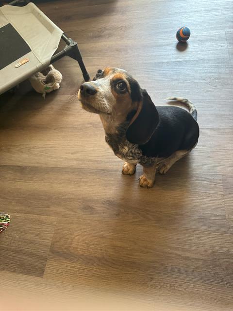 BELLE