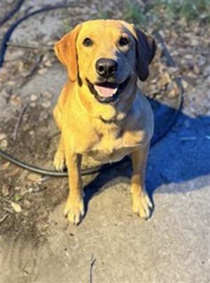 LEGO, Adult Male Labrador Retriever