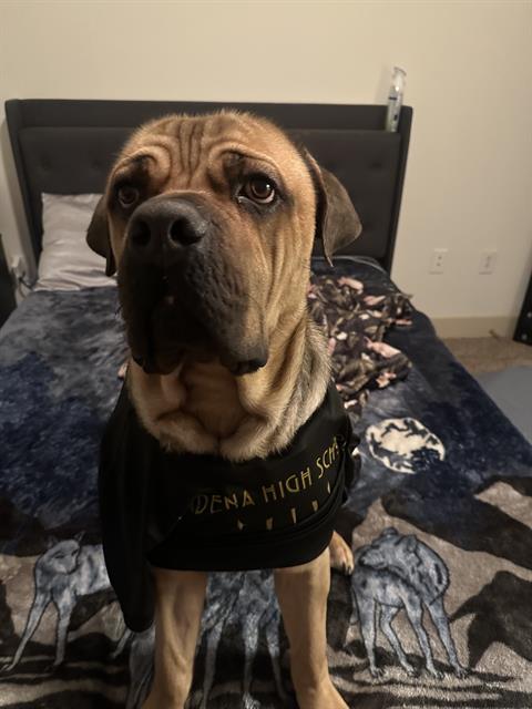 BRUNO