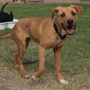 GARLIC PARM, Young Female Terrier