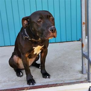 NILA, Adult Female American Staffordshire Terrier
