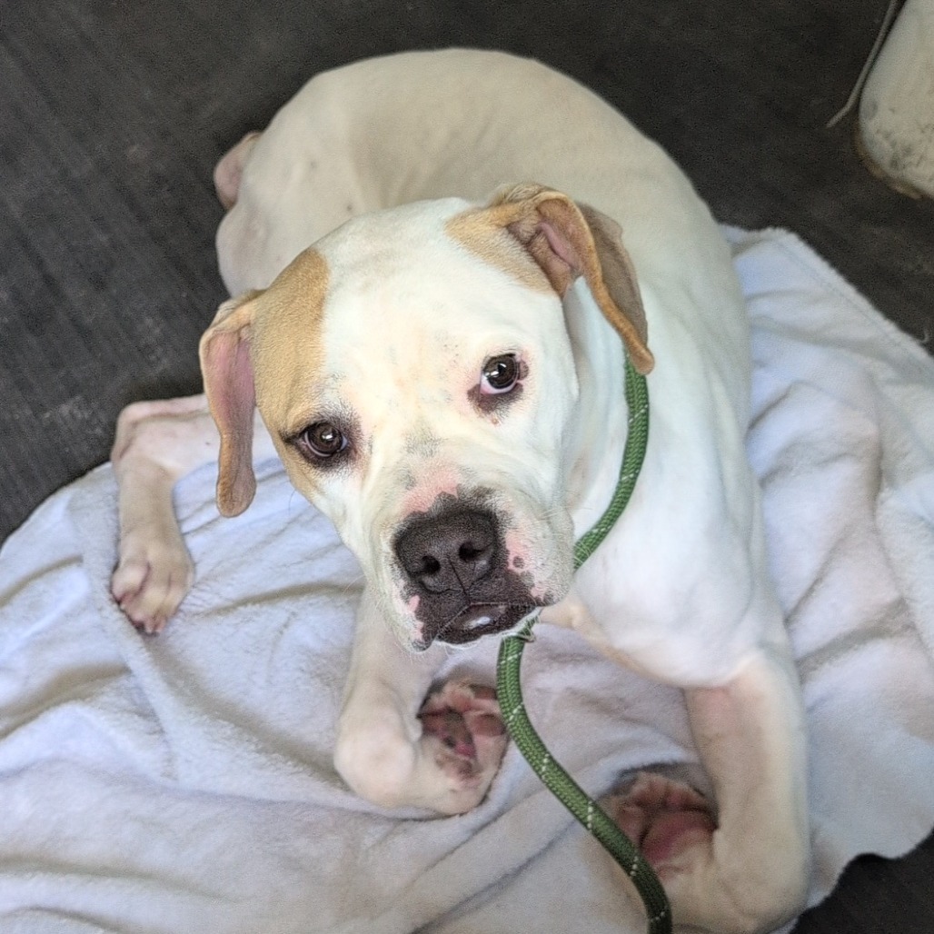Daisy Mae 27546