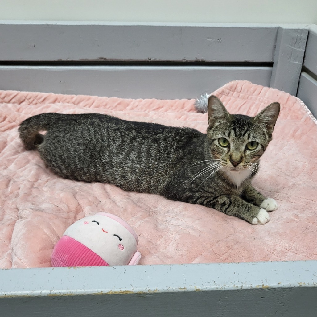Super Kitty 27155